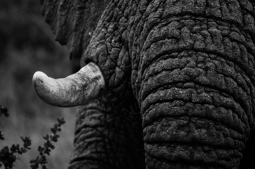 a close-up of a tree trunk