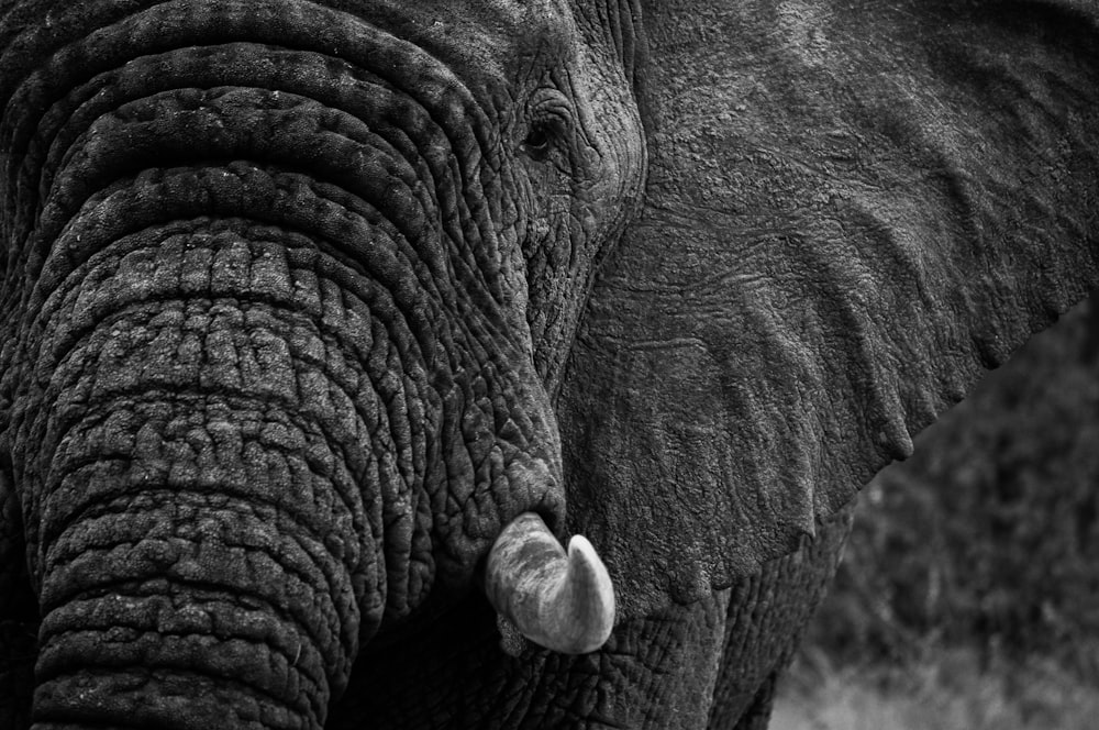 a couple of elephants stand near each other