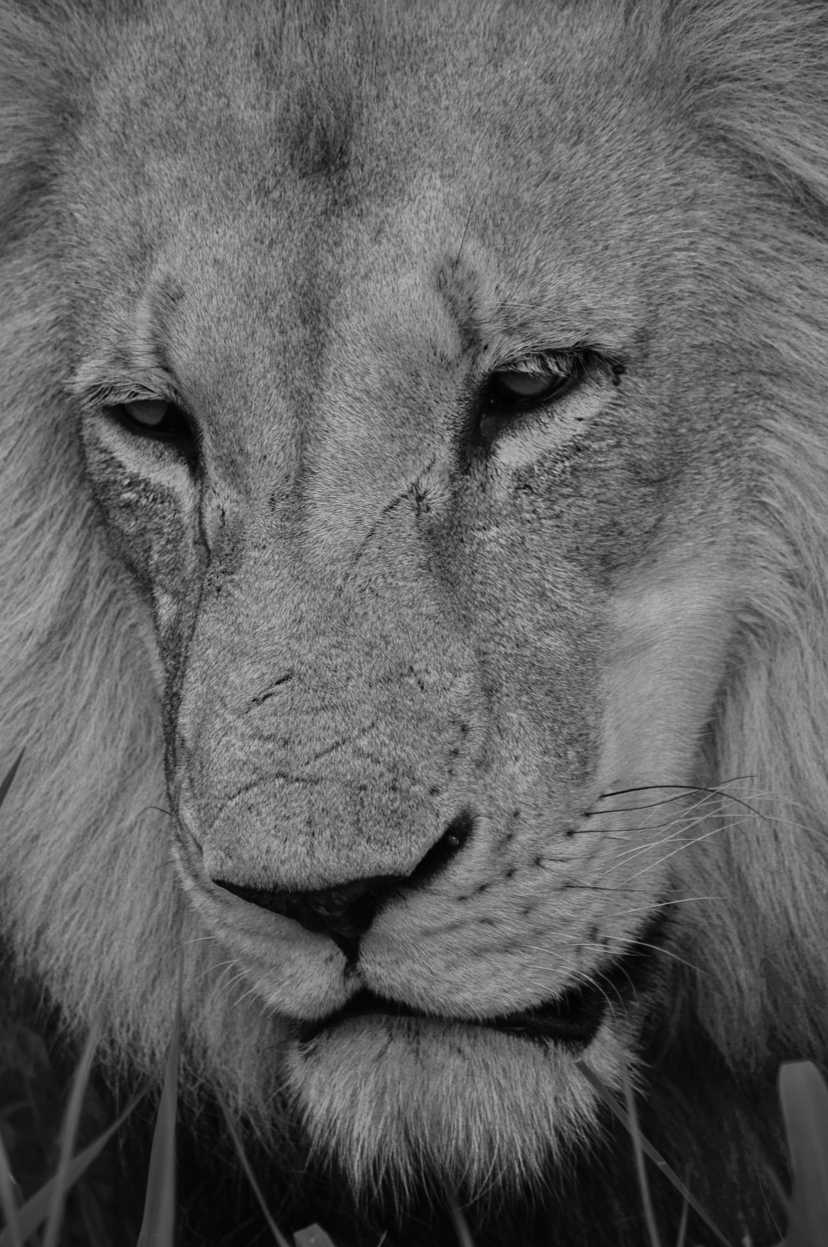 Tigers and Snow Leopards Share Ancient DNA (image credits: unsplash)