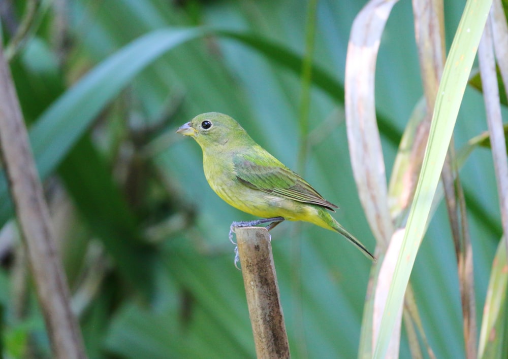 a bird perched on a branch