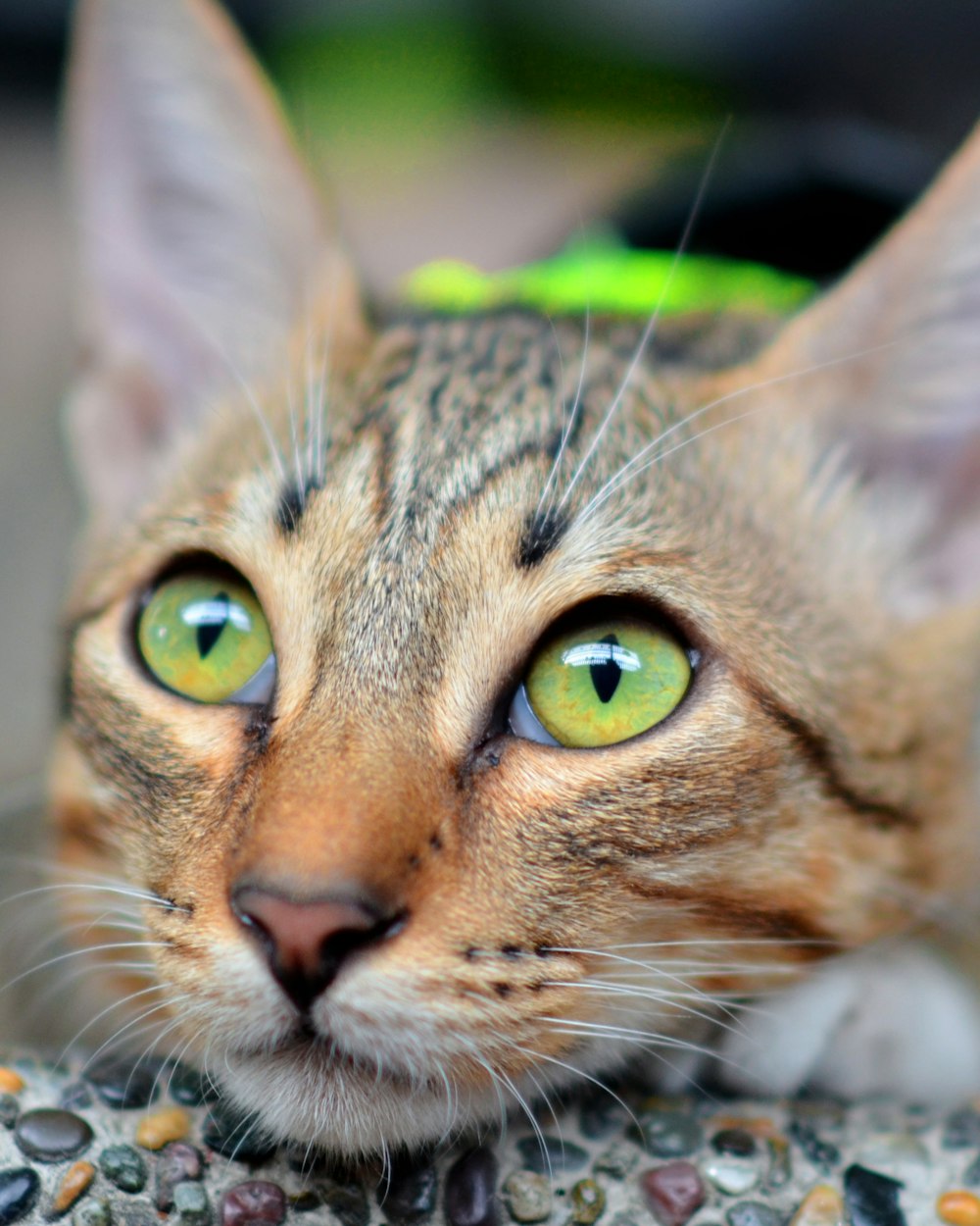 Un gato con ojos verdes