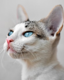 A close-up profile of a cat with blue eyes, showcasing its white fur and distinct black and brown markings on its head. The cat is gazing upwards, and the background is a soft, blurred neutral shade.