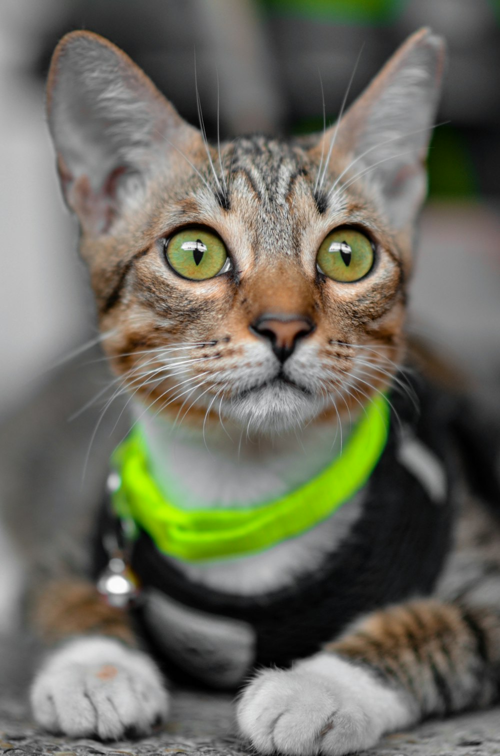 a cat with a green collar