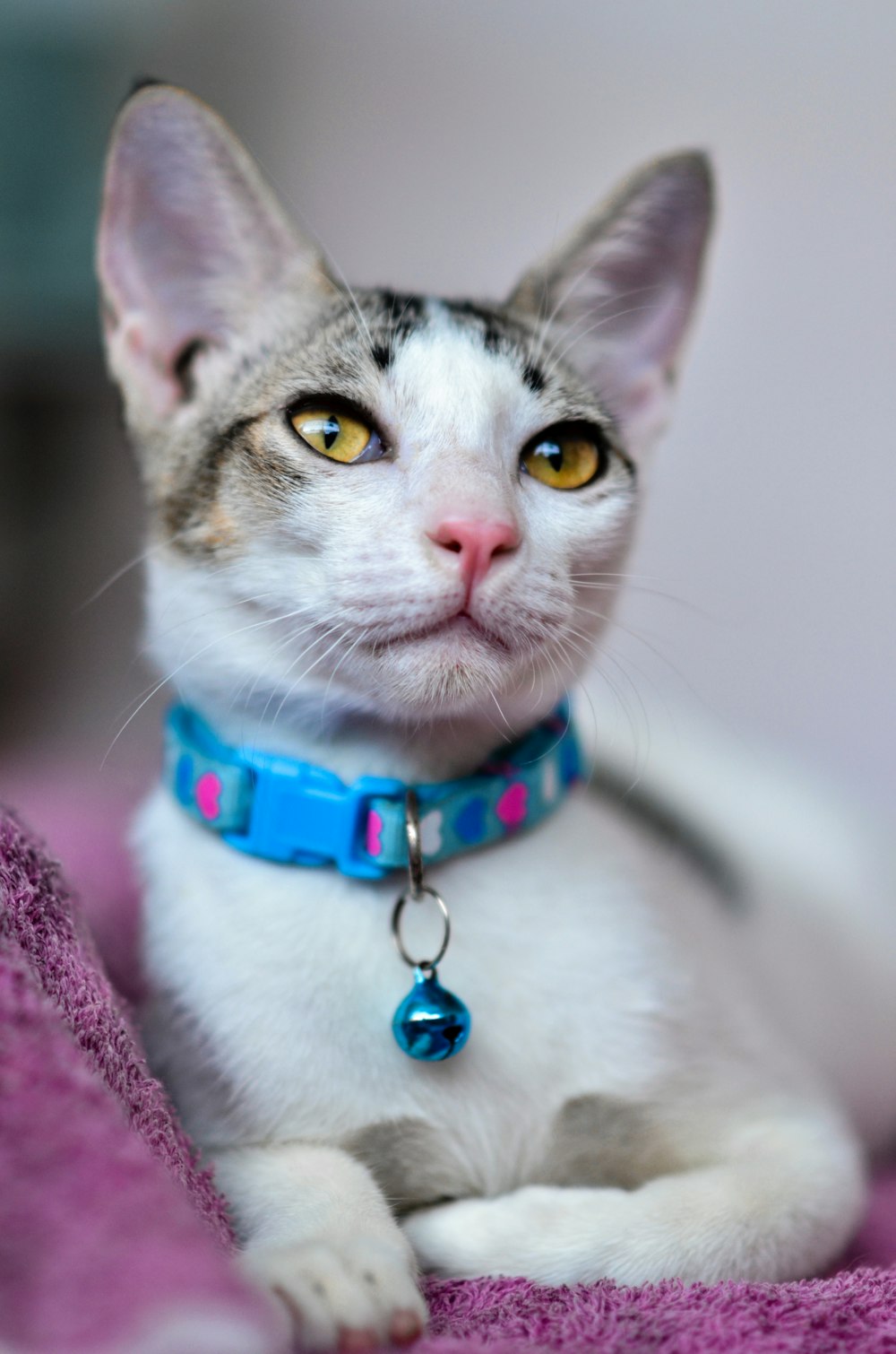 Un gato con un collar azul