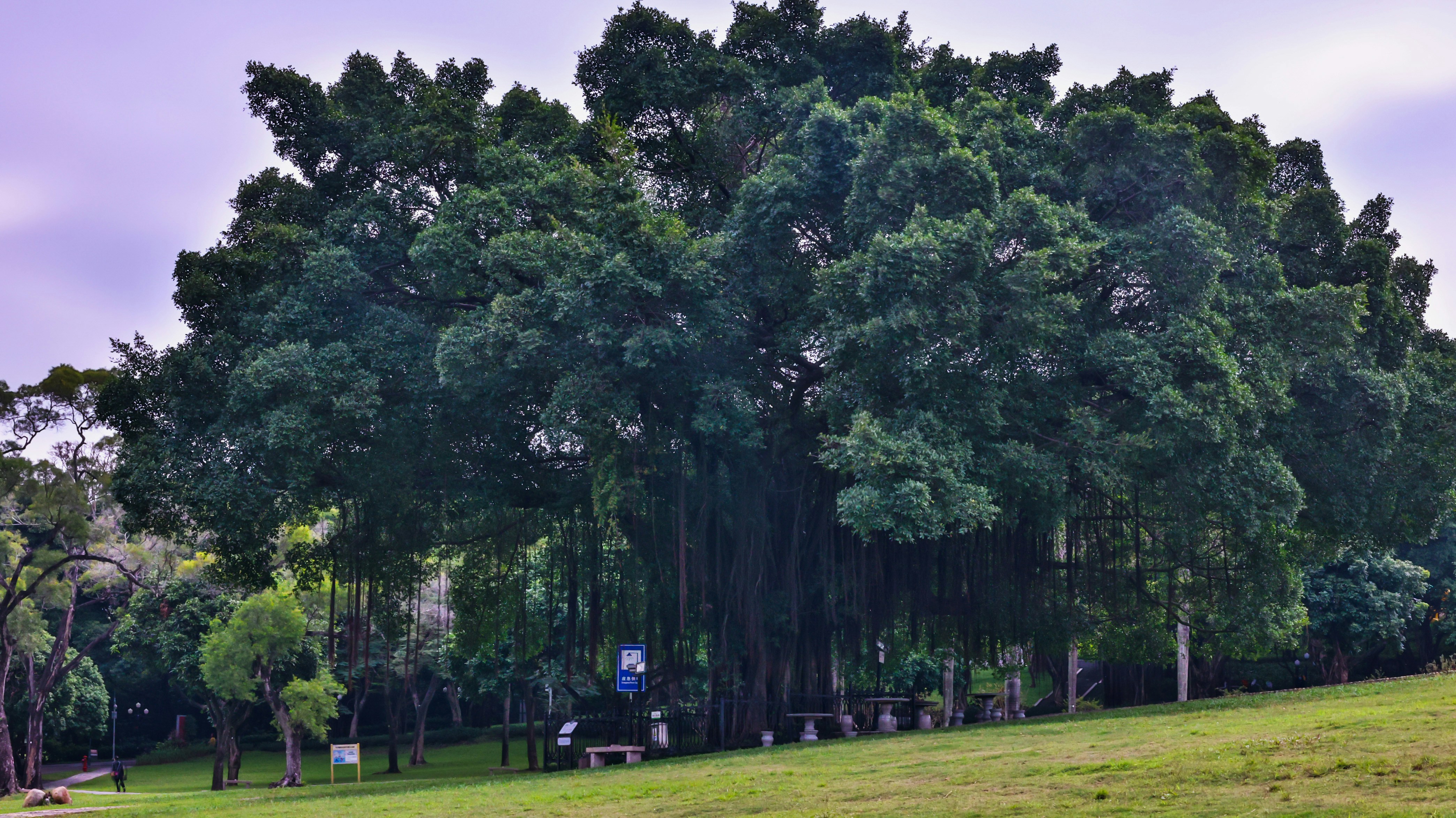 9 Eco-Friendly Golf Ride Services in Atlanta