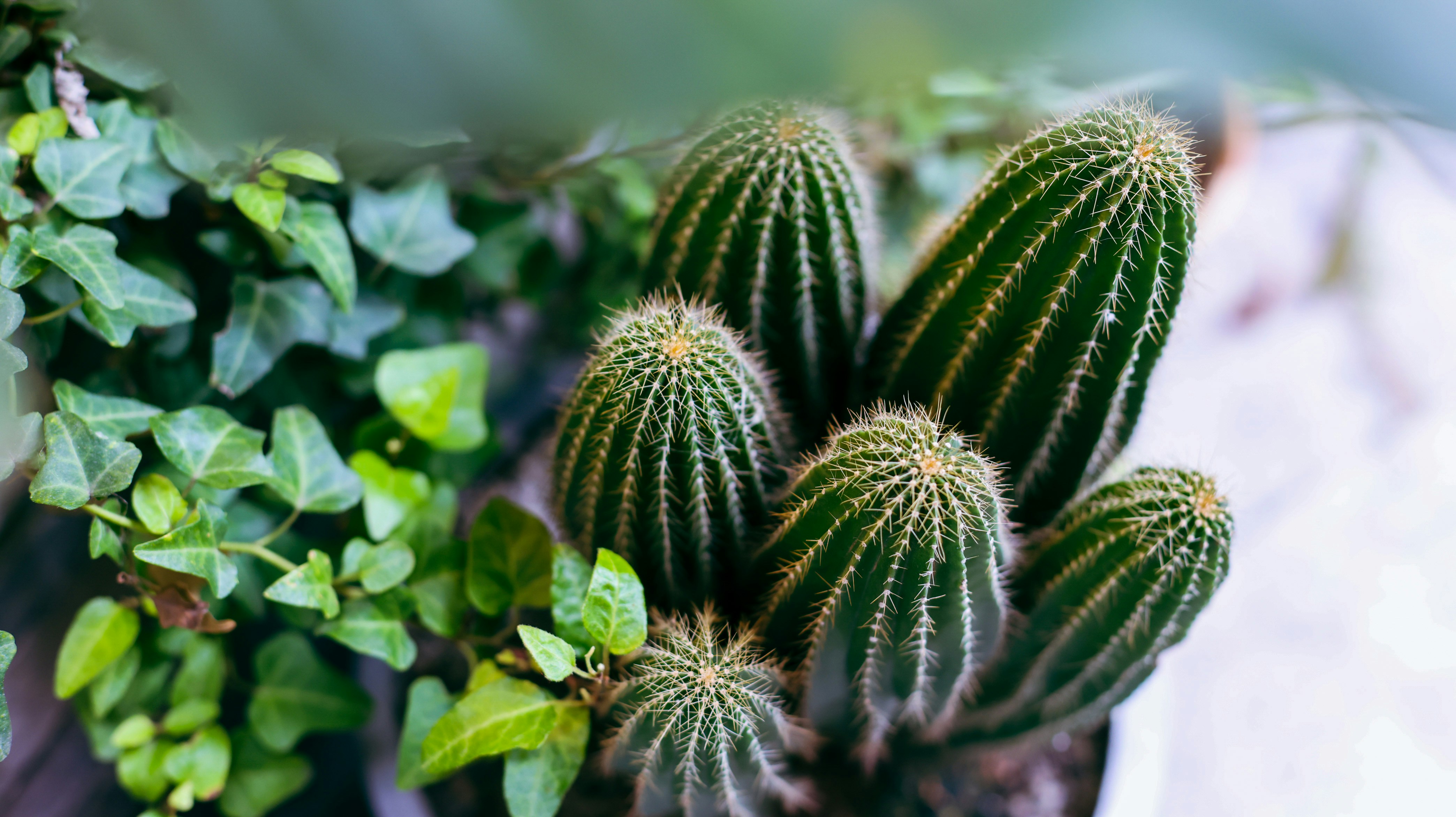 Photo by dickenslin76