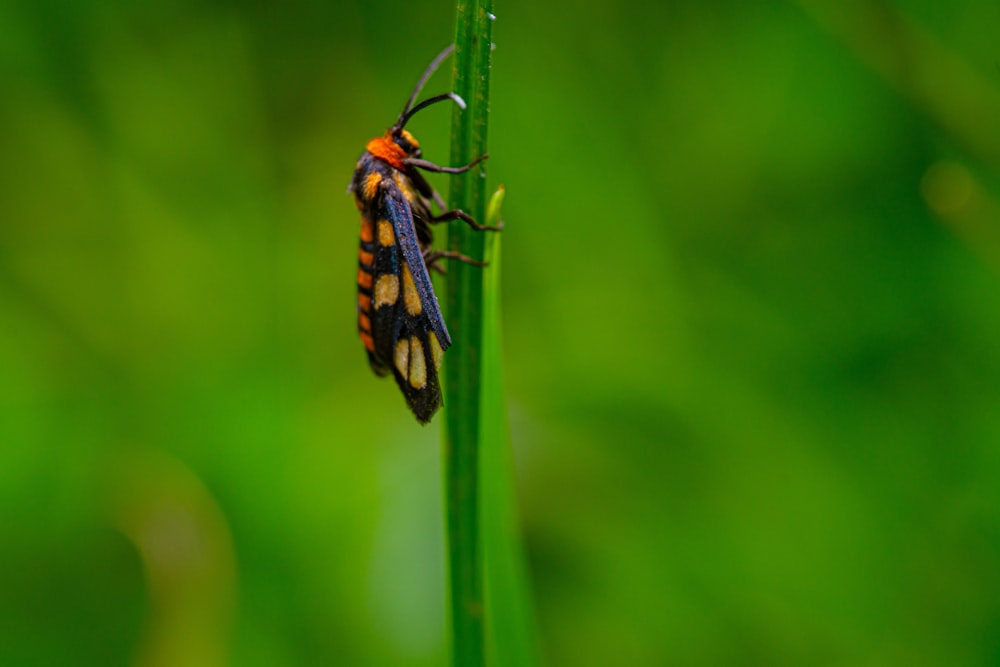 a bug on a leaf