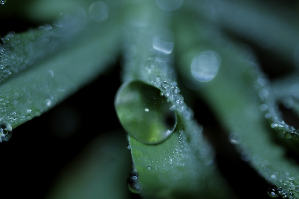 a close up of a leaf