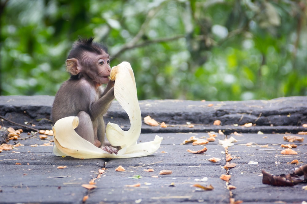 a monkey holding a banana