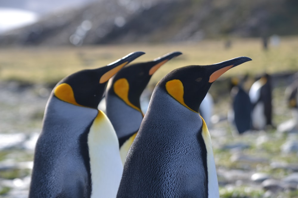 a group of penguins