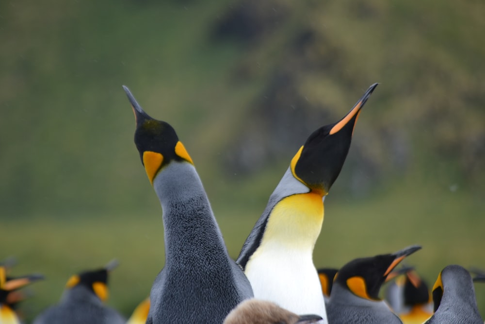 a group of penguins photo – Free Antarctica Image on Unsplash