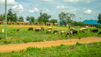 A group of cattle graze on lush green grass in an open field. The scene includes a dirt path in the foreground and multiple rustic buildings with blue roofs in the background. Numerous trees are scattered throughout the area under a partly cloudy sky.