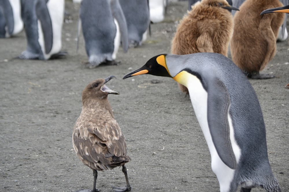 a penguin and a baby penguin