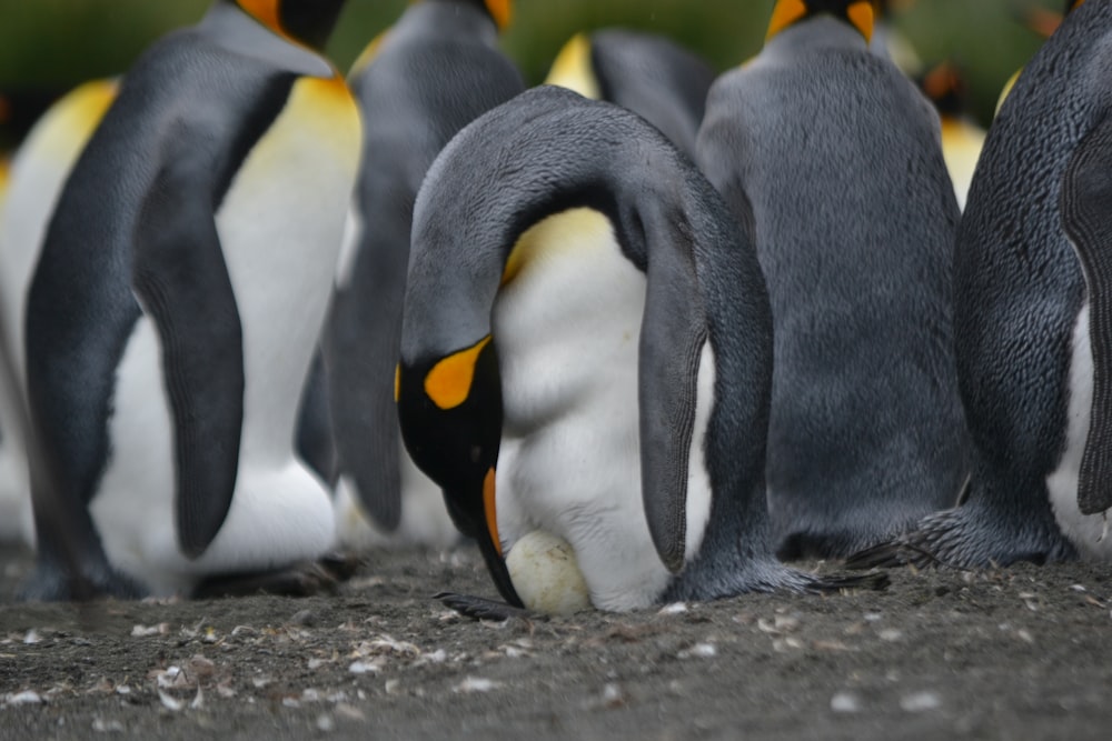 a group of penguins