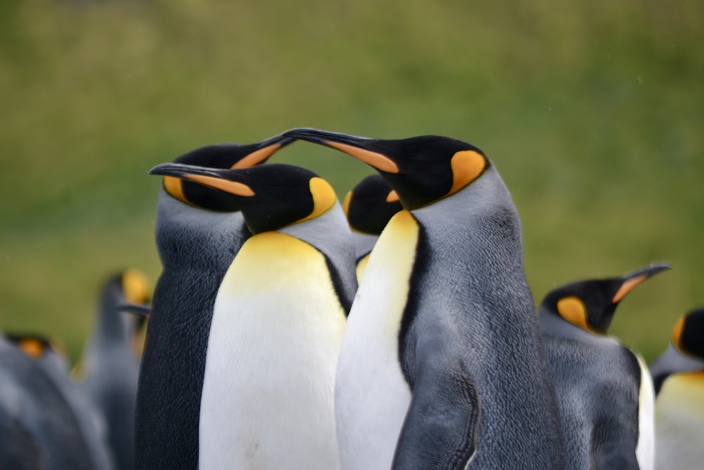 a group of penguins