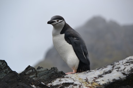A penguin with a black back and white belly stands on a rocky ledge. It faces left against a blurred backdrop of gray and snowy rocks.