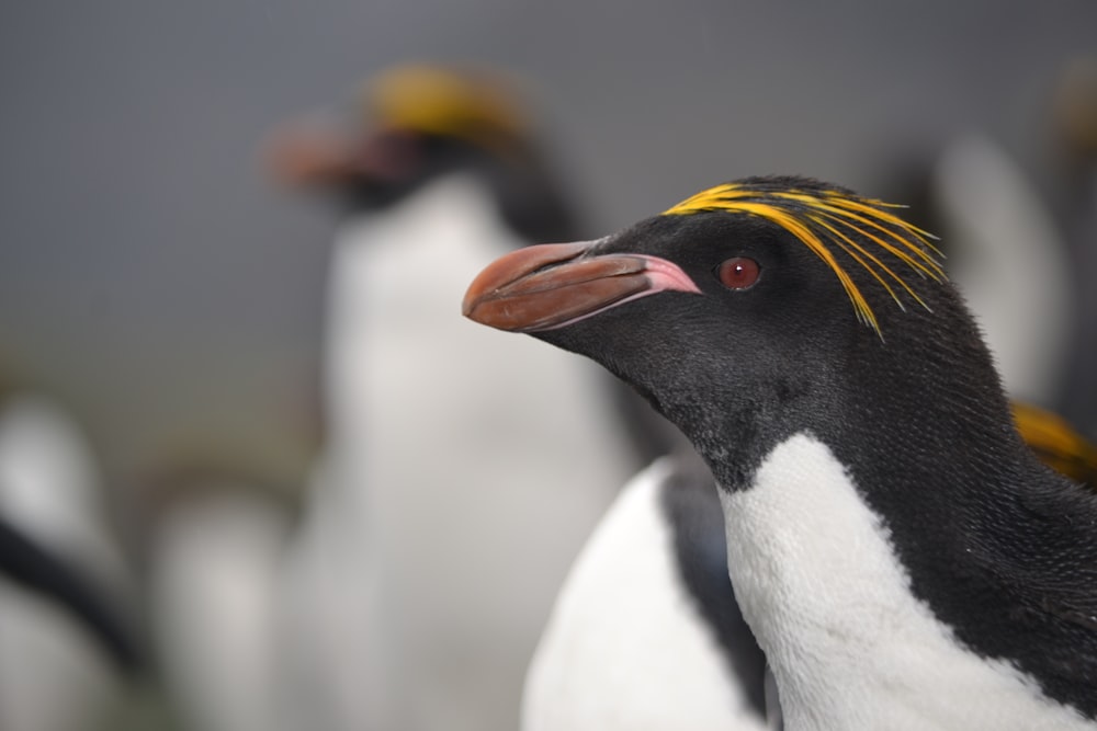 a penguin with a yellow beak