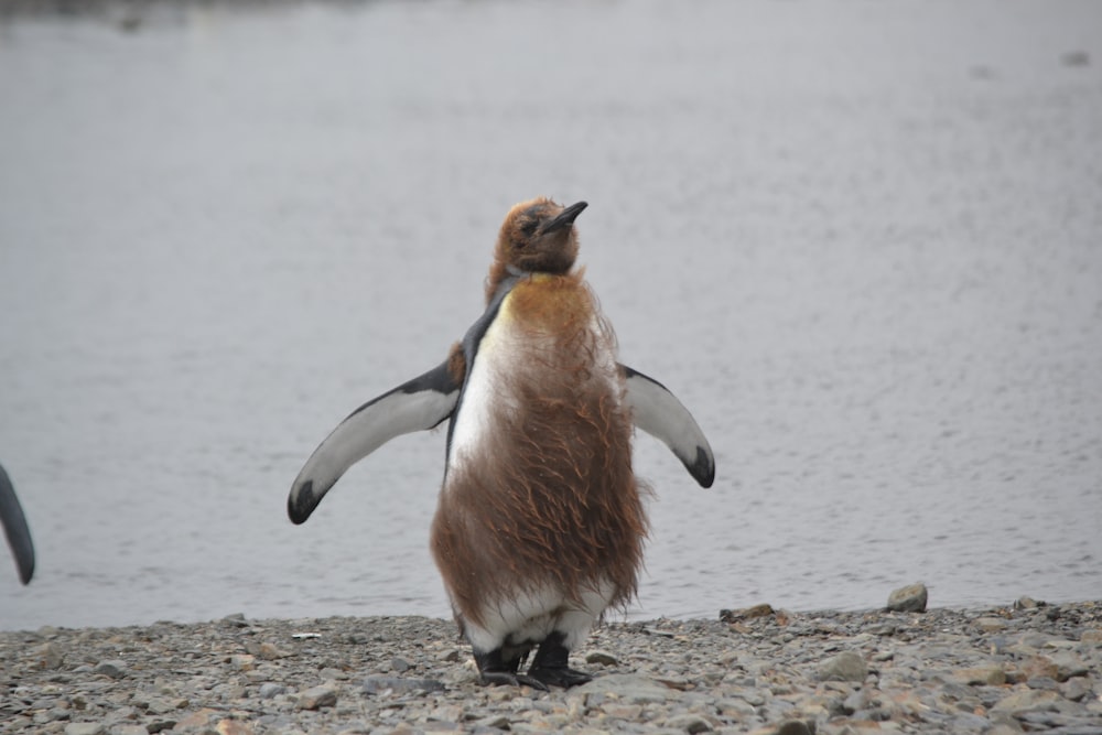 a penguin standing on a beach