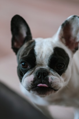 A close-up of a French Bulldog with a black and white coat, showcasing its distinctive facial features and expressive eyes. The dog's tongue is slightly visible, adding a touch of playfulness.