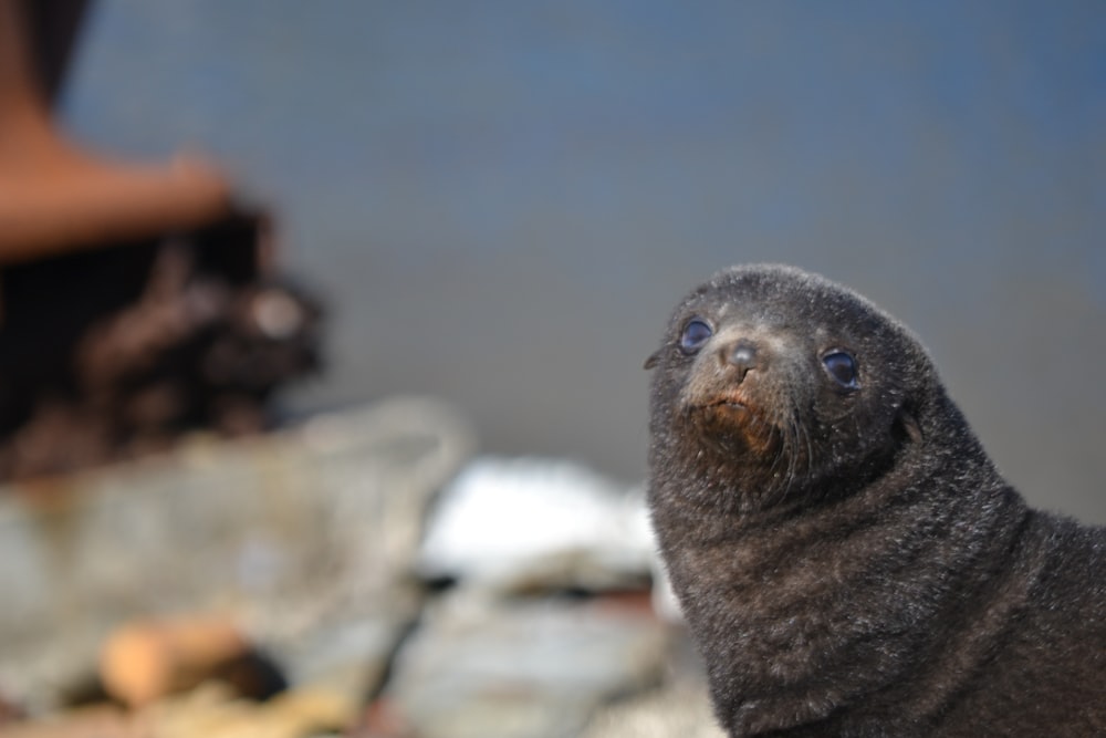 a small animal looking at the camera