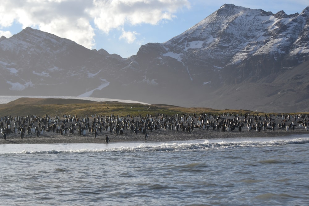 a large group of people on a beach