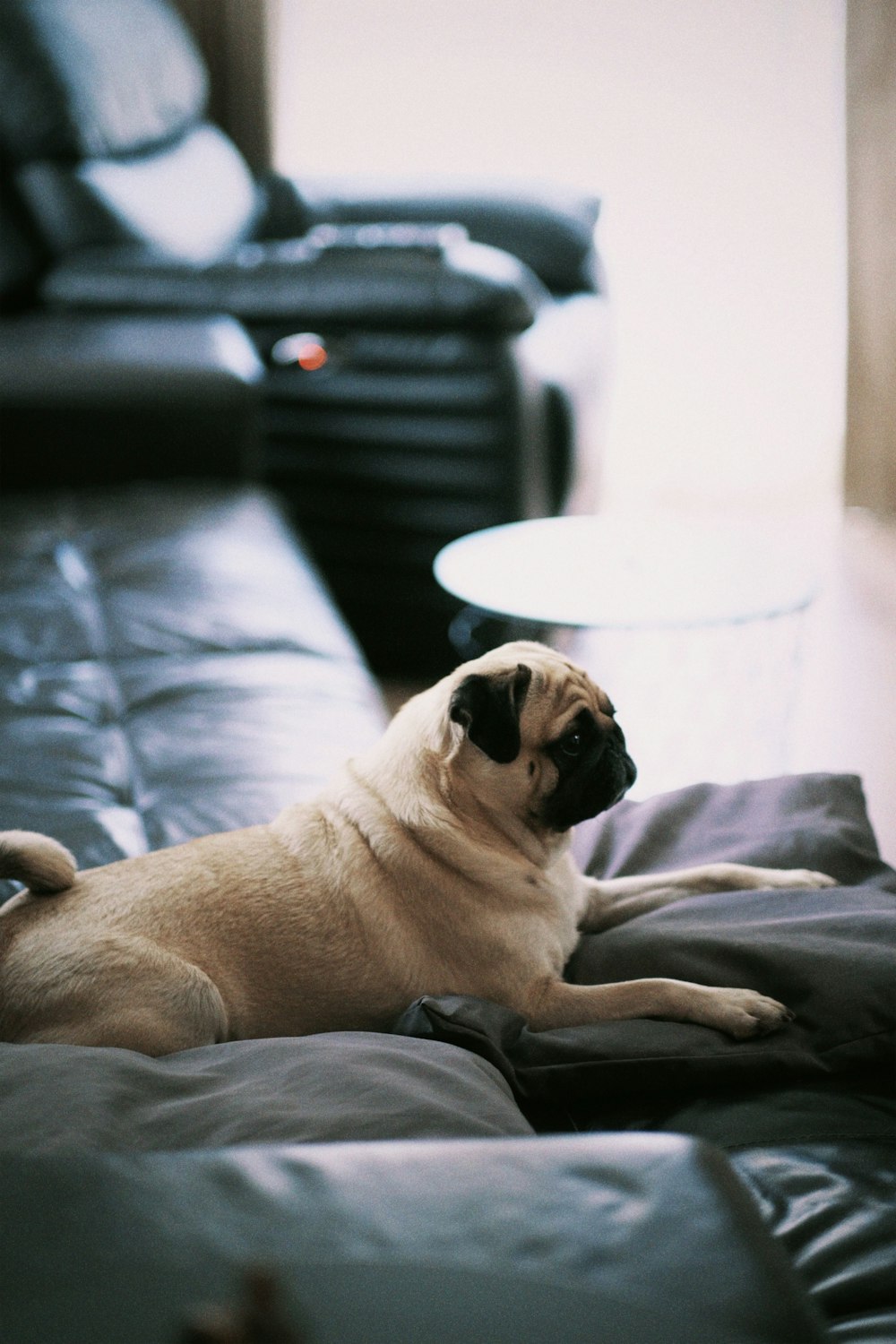 a dog lying on a bed