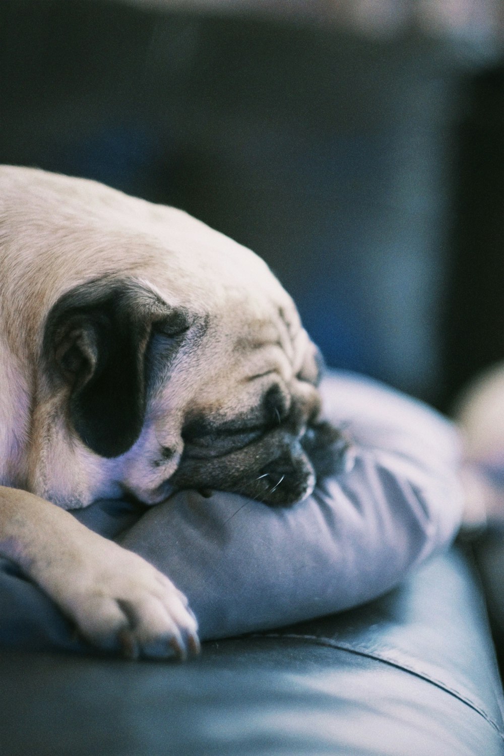 a dog lying on a person's lap