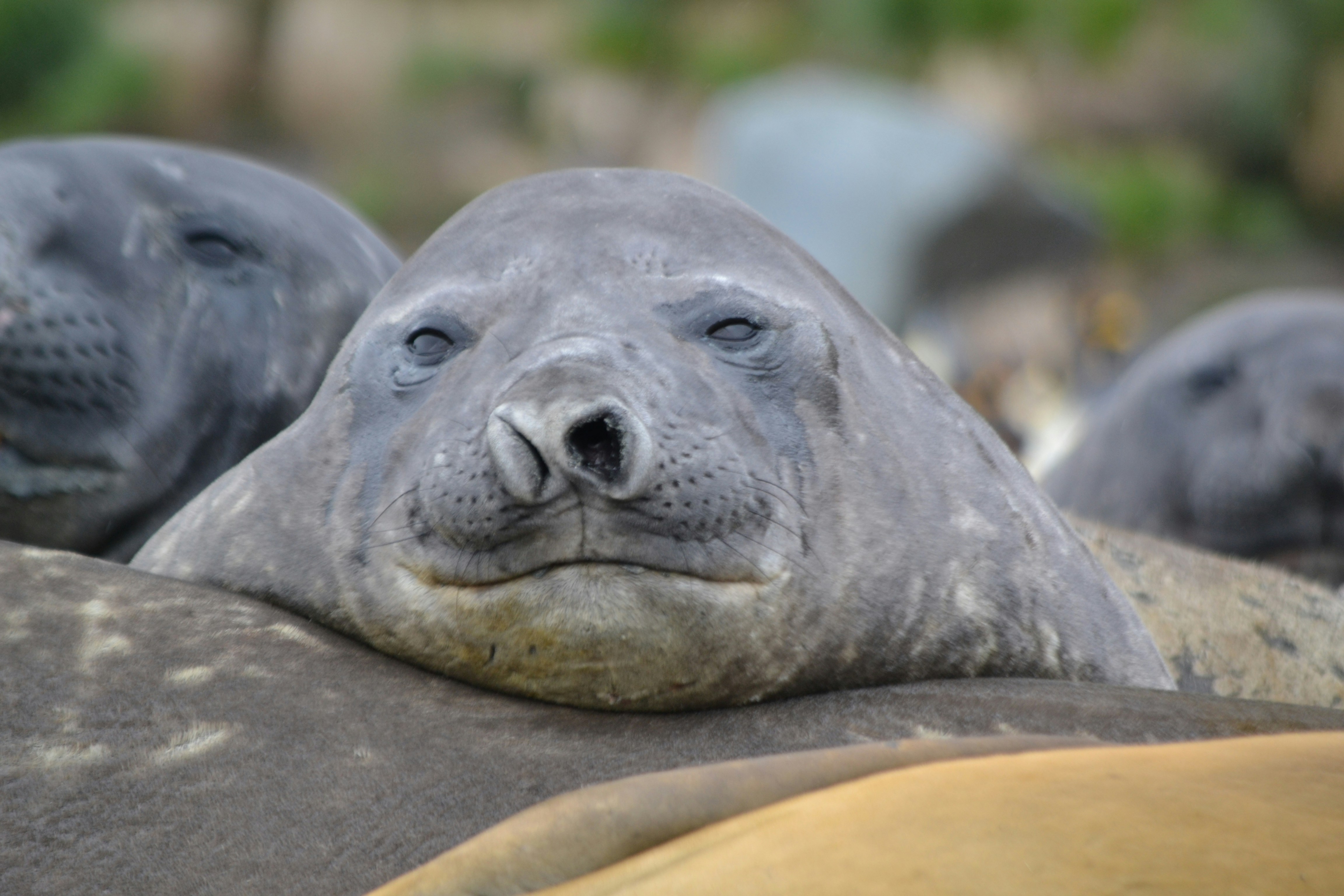 Southern Elephant Seal