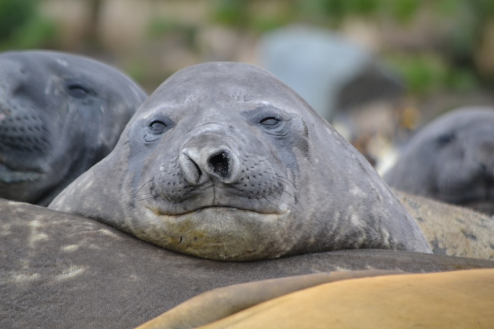 a group of seals lying on a rock