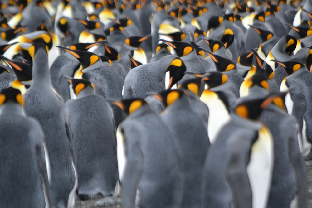 a large group of penguins