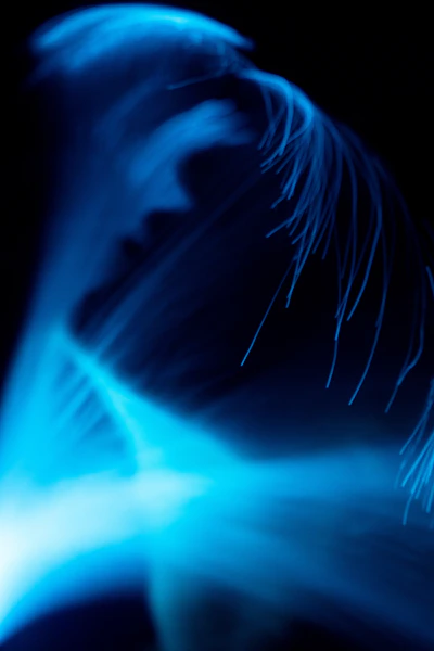 a blue and white jellyfish
