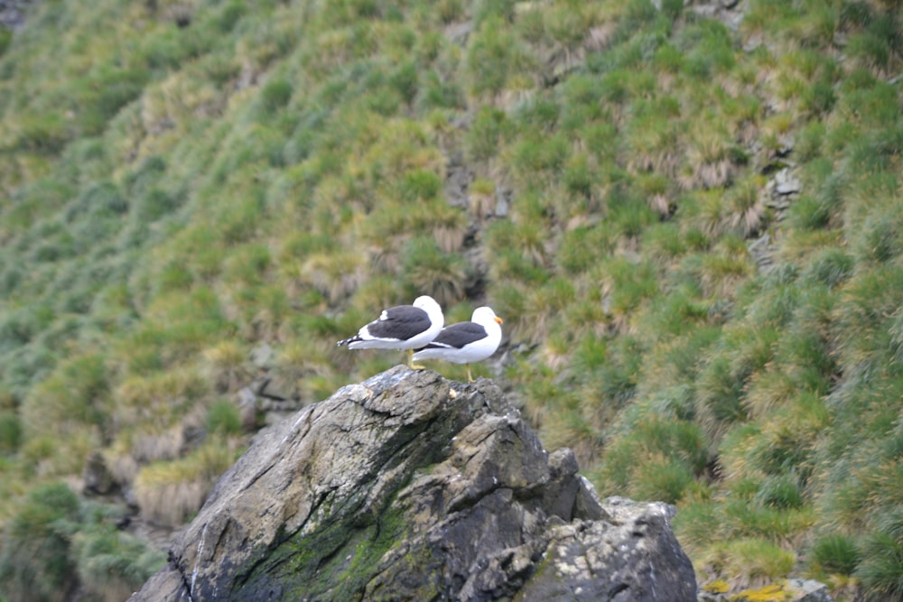 birds on a rock