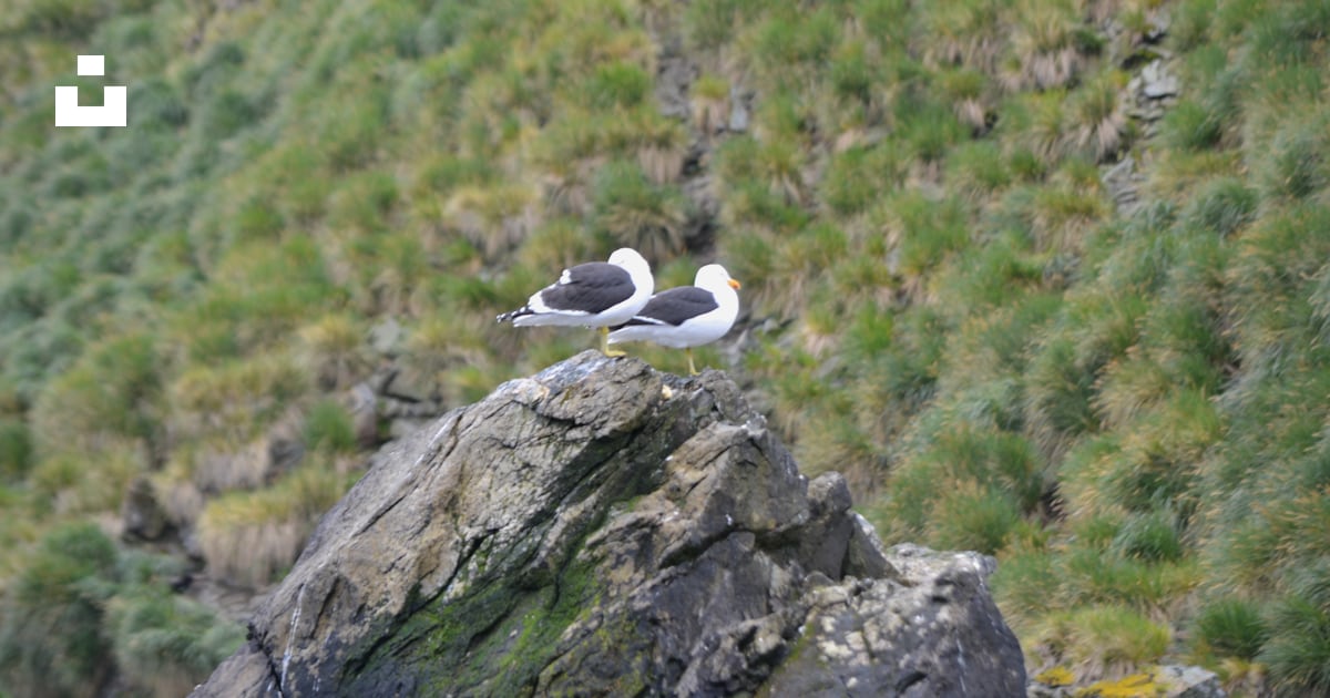 Birds on a rock photo – Free Wildlife Image on Unsplash