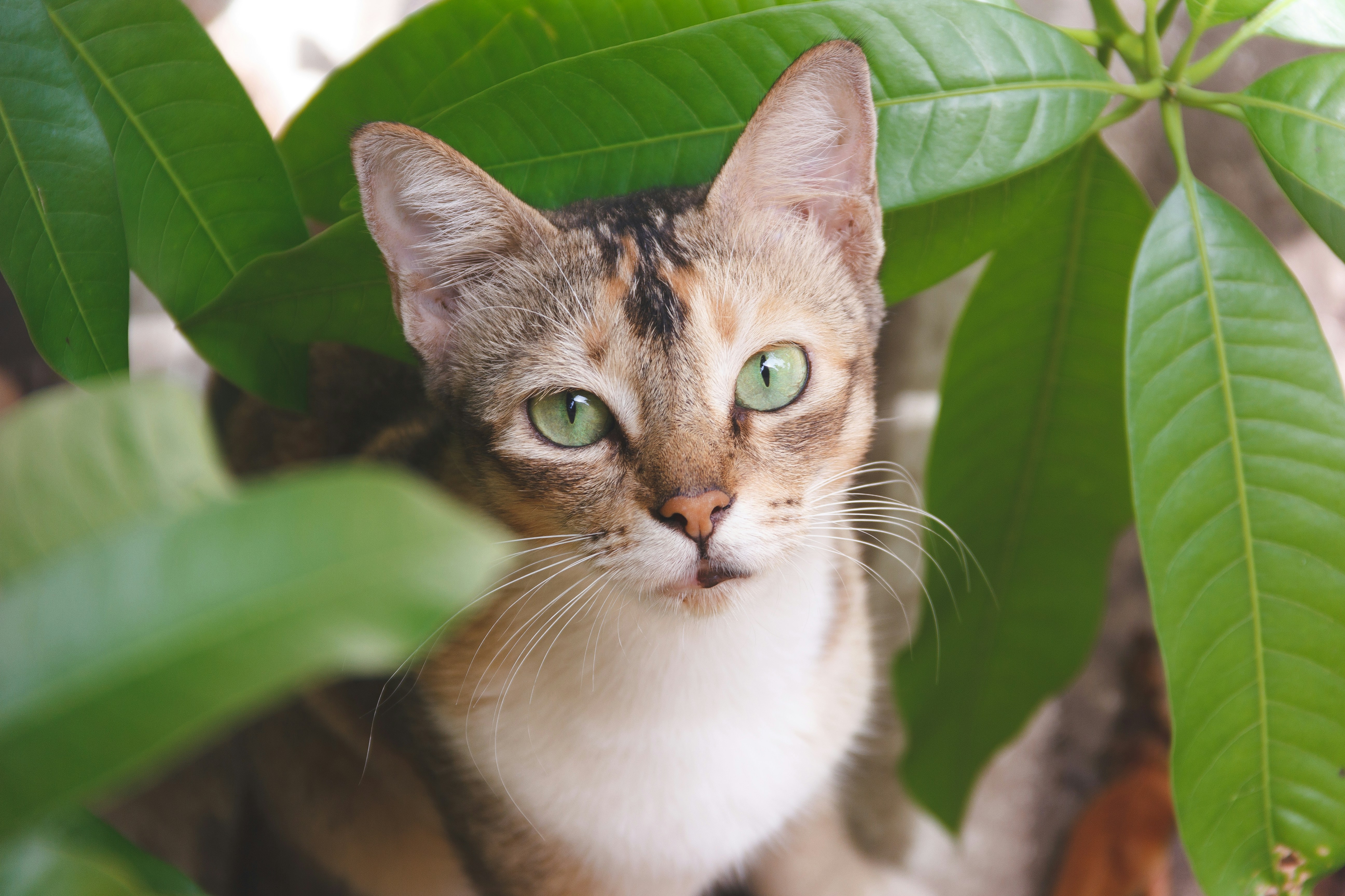 Photo by senthil_moorthy