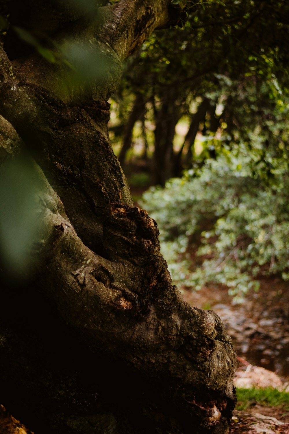 a tree trunk with a large hole in it