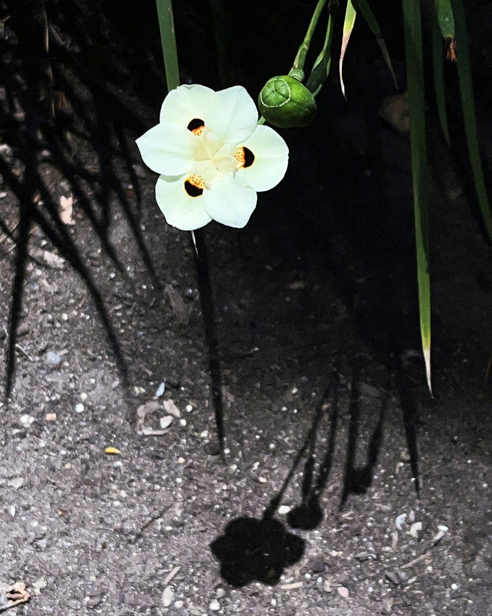 a white flower on a black surface