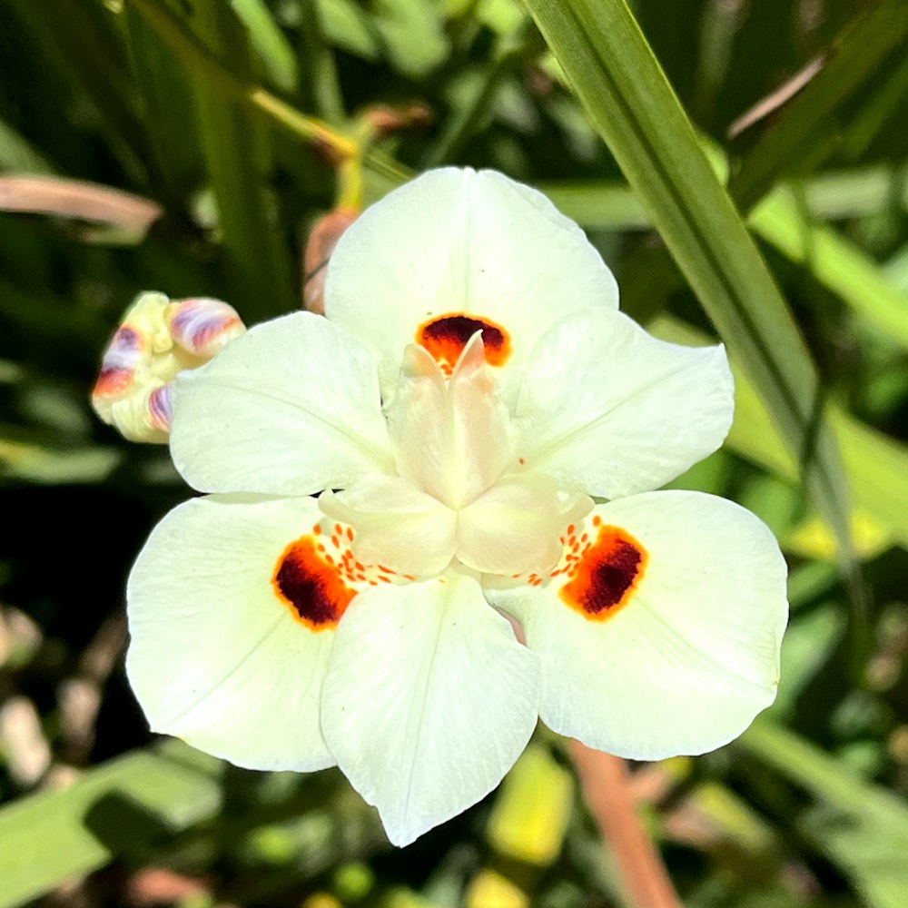 a ladybug on a white flower