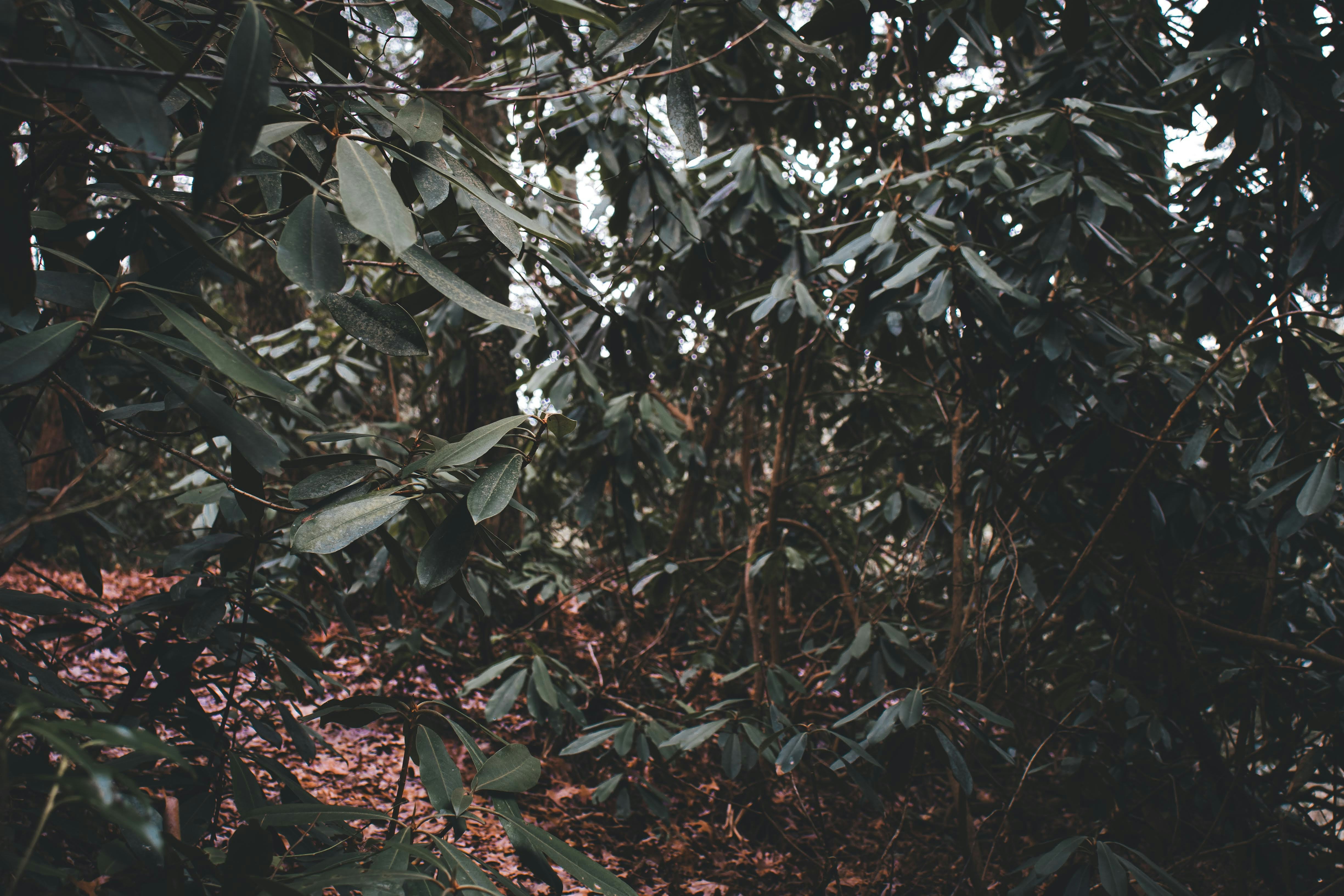 https://images.unsplash.com/photo-1670400739588-6b3c55698f85?ixid=M3w2MjYzNjJ8MHwxfHNlYXJjaHw1fHxHcnViaHVifGVufDB8MHx8fDE3NTI4NjQ5NjZ8MA&ixlib=rb-4.1.0
