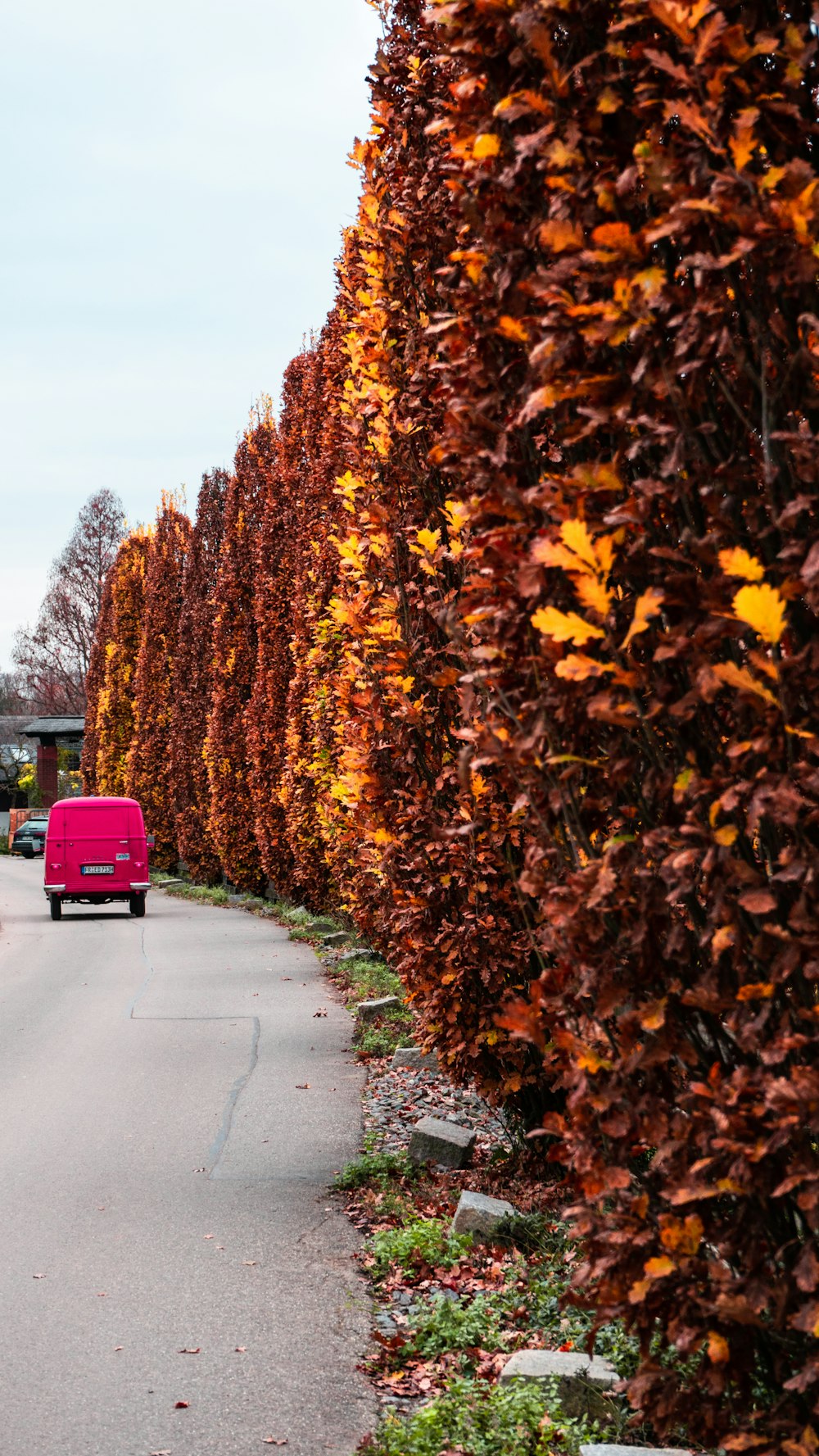 a road with trees on the side