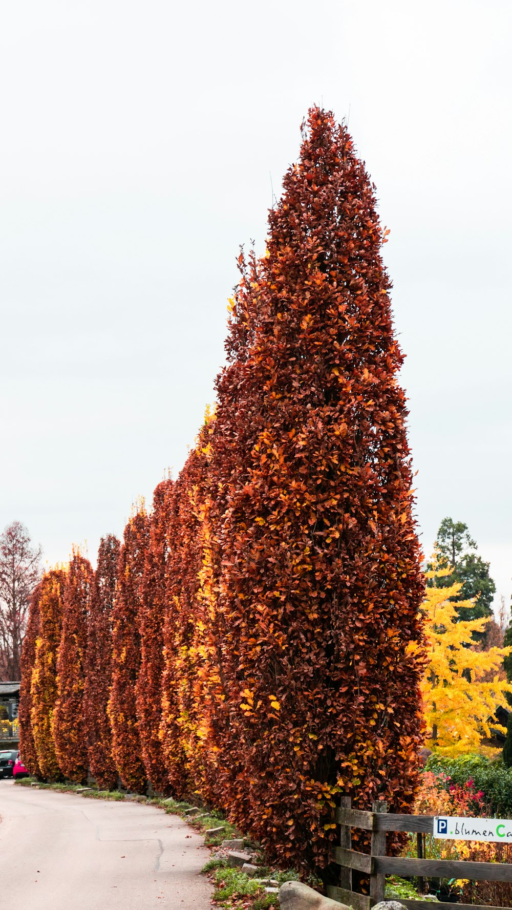 a tree with orange leaves