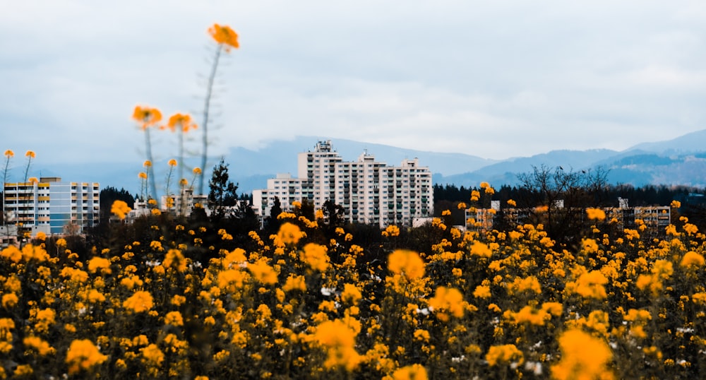 a field of flowers with buildings in the background