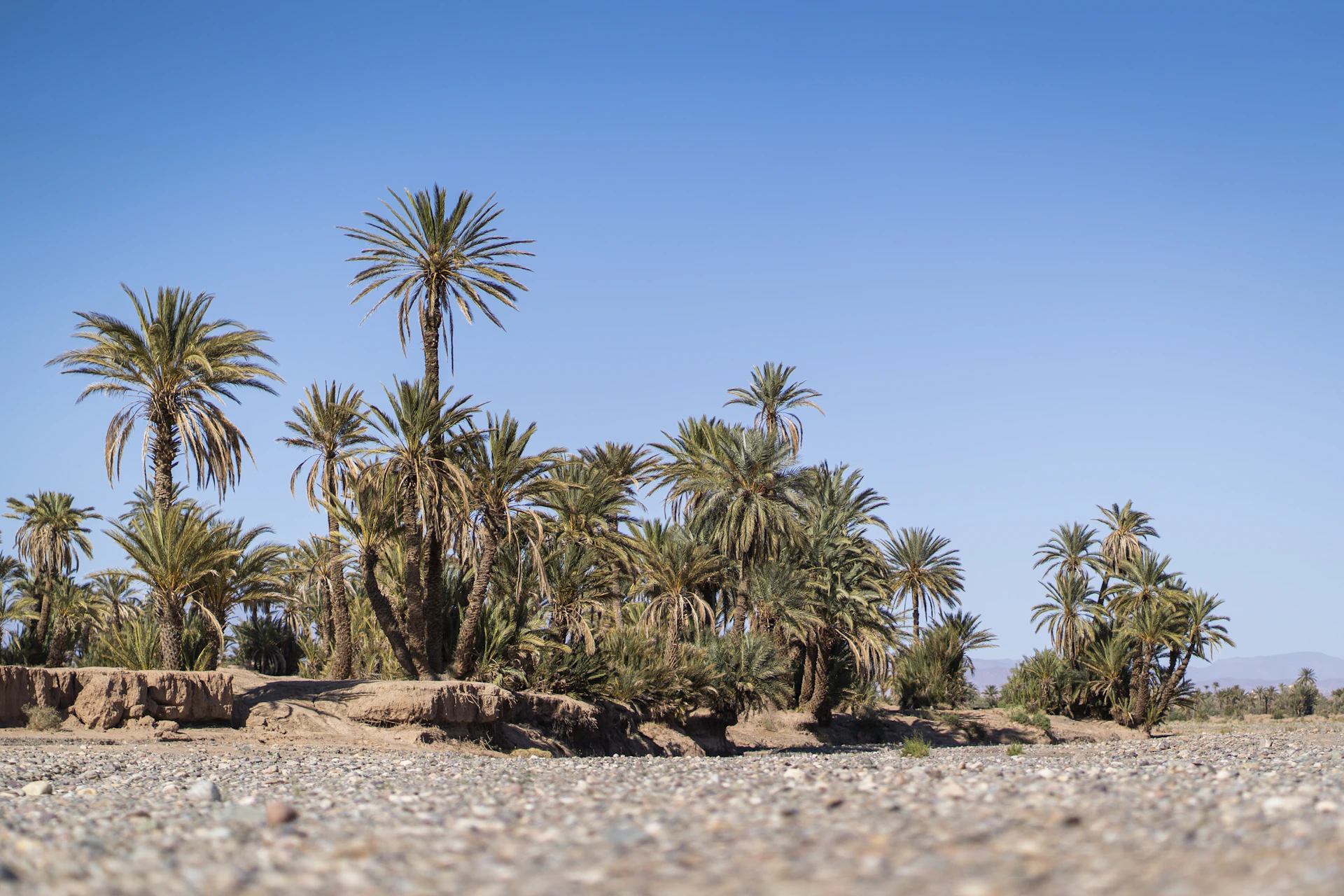 a group of palm trees