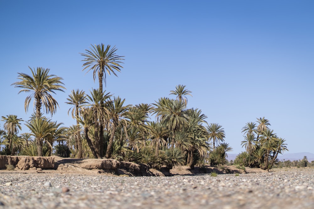 a group of palm trees