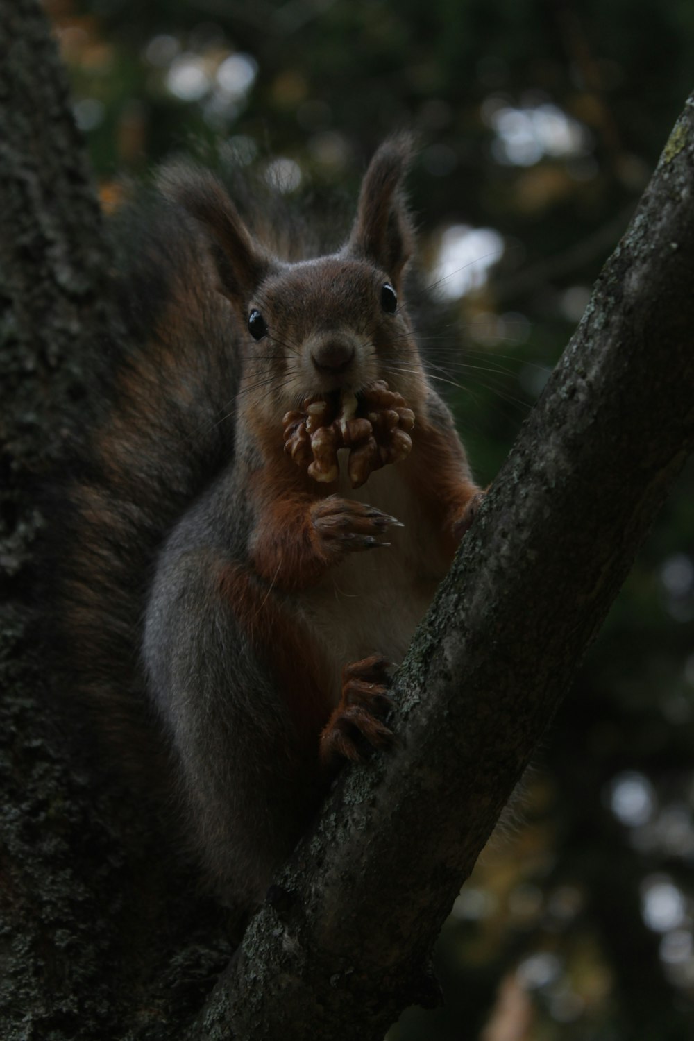 a squirrel in a tree