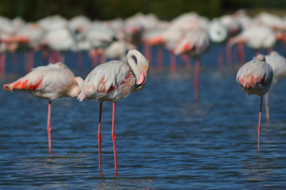 a group of flamingos in the water