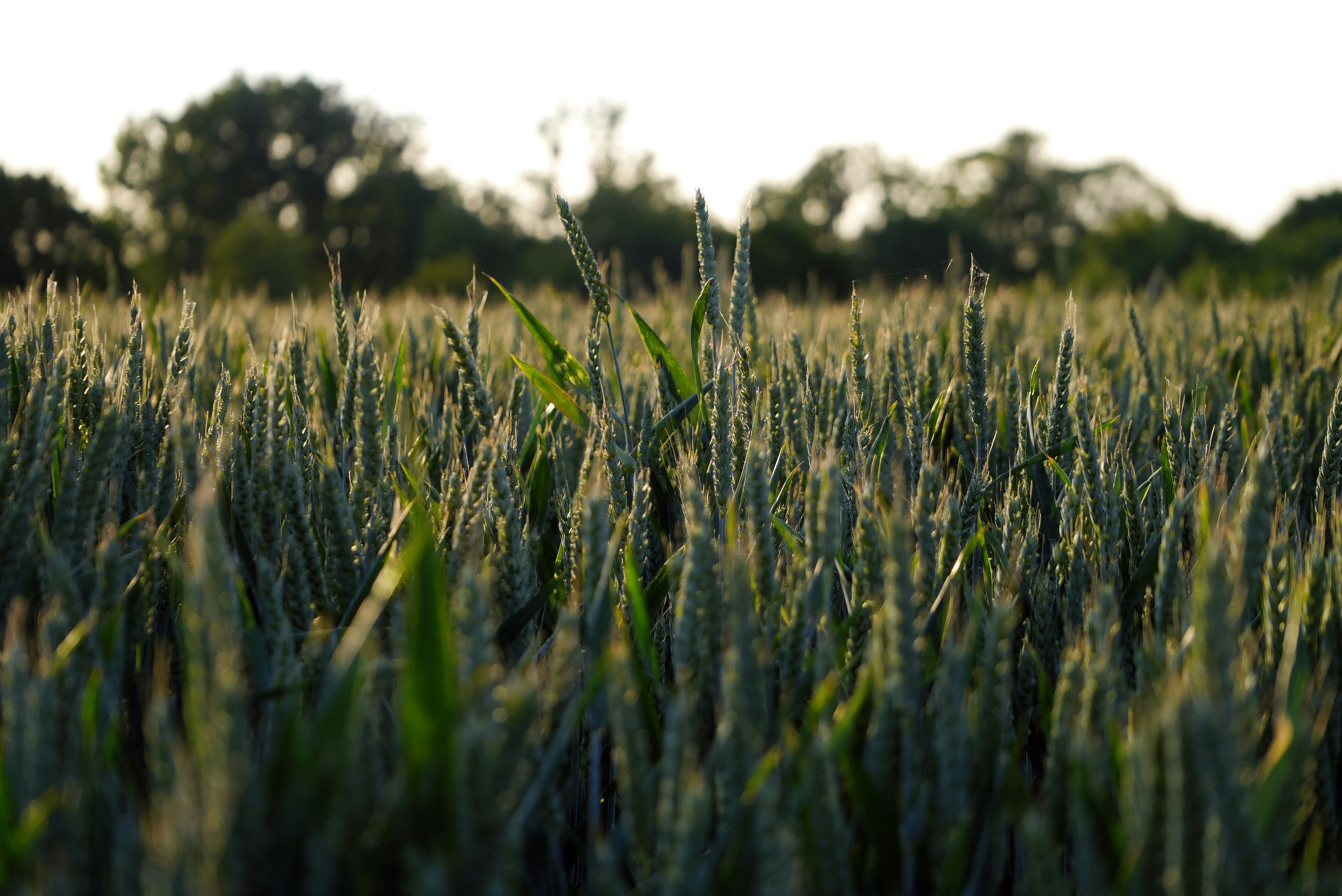 Photo by balmy_sunset