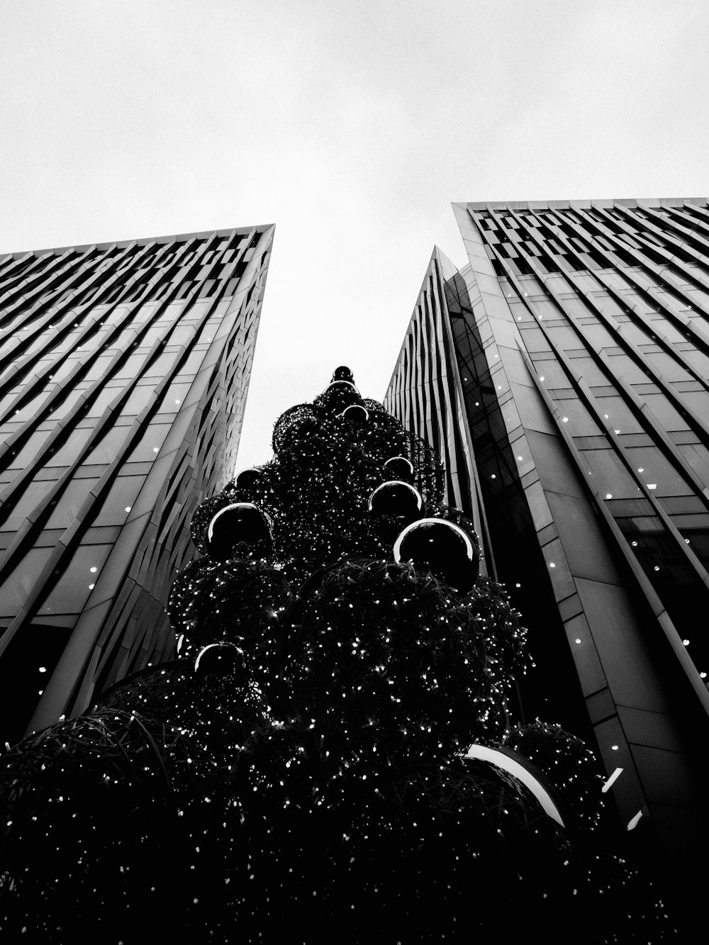 a tree in front of a group of tall buildings