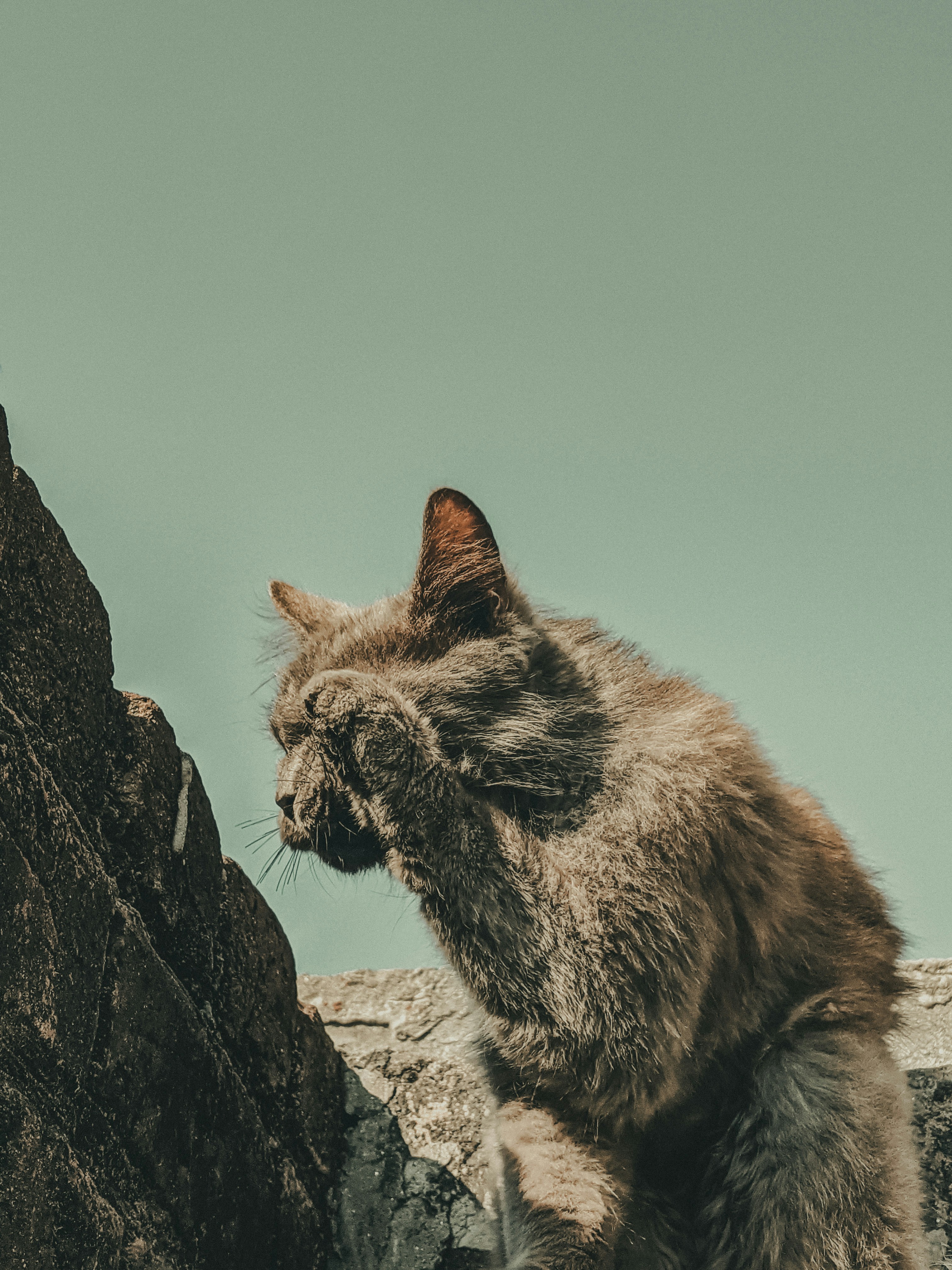 Philosophische Katzenkunst