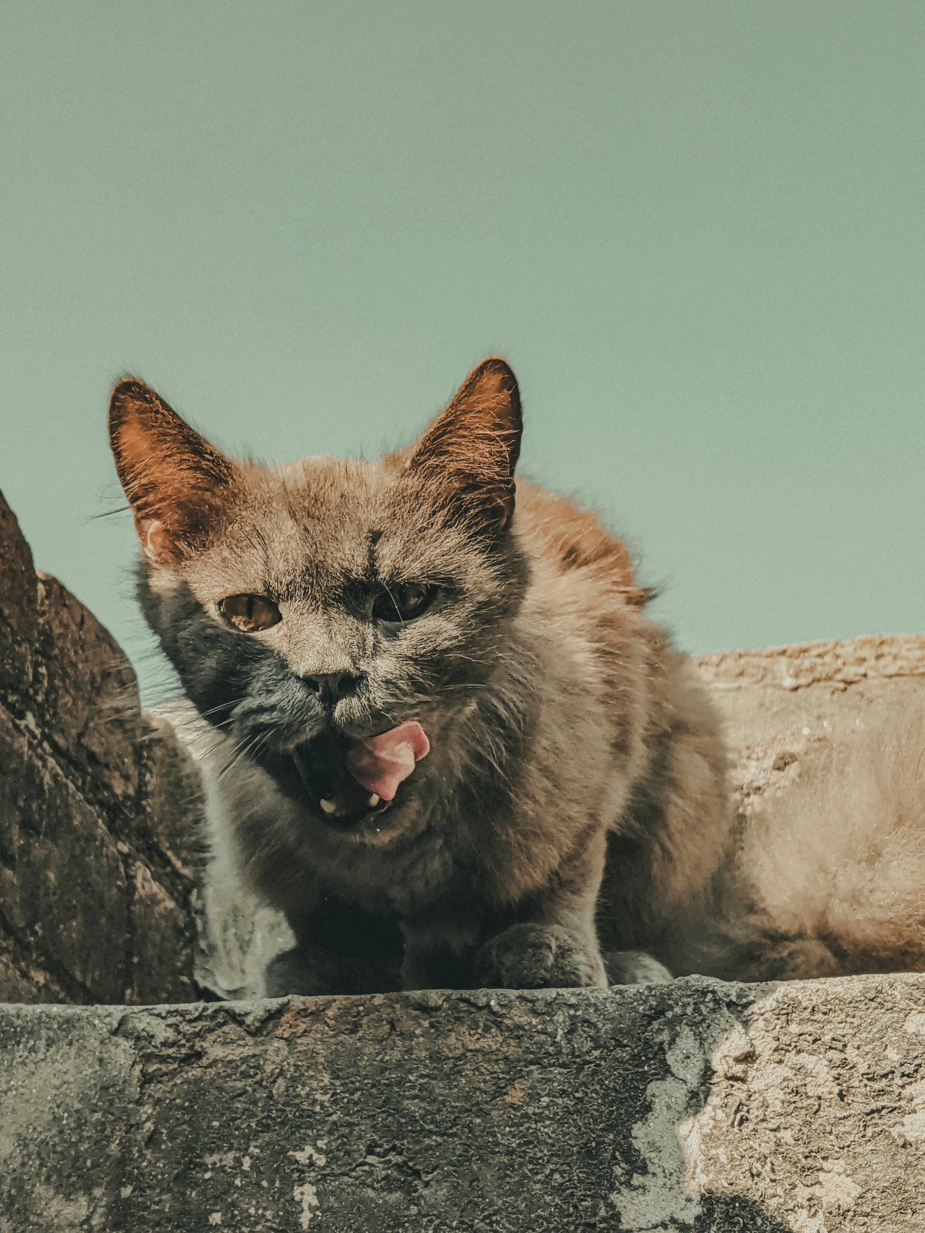 Eine Katze mit offenem Maul