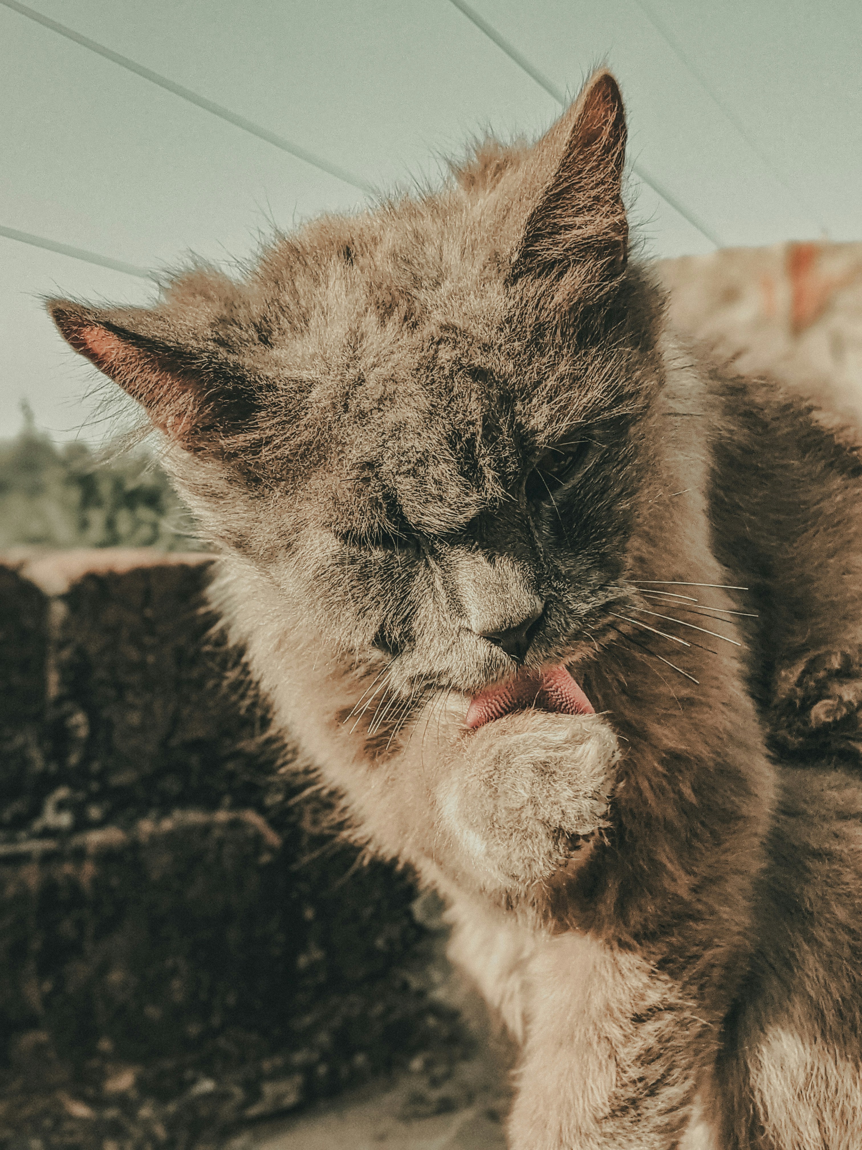 A cat licking another cat photo Free Mammal Image on Unsplash